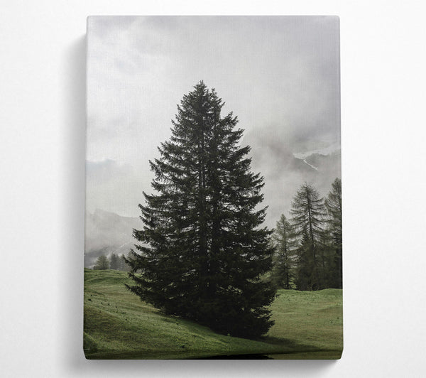  A Canvas Print of Green Pine In Mist Canvas Print