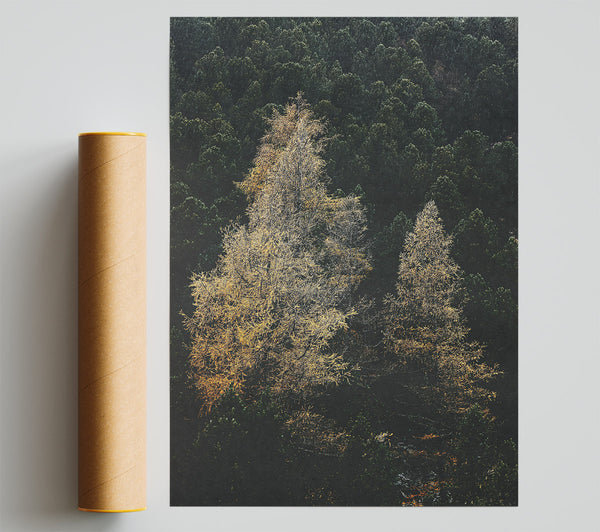 Golden Trees In The Dark Poster