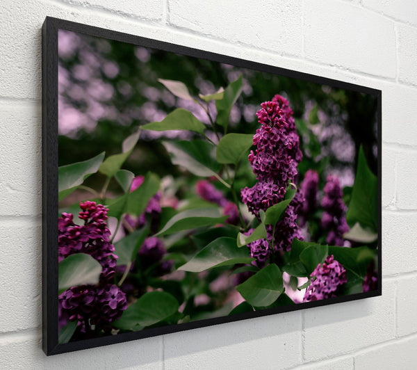 Purple Bloom Symphony