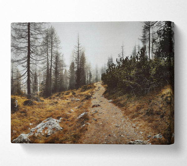  A Canvas Print of Golden Path Through Fog Canvas Wall Art