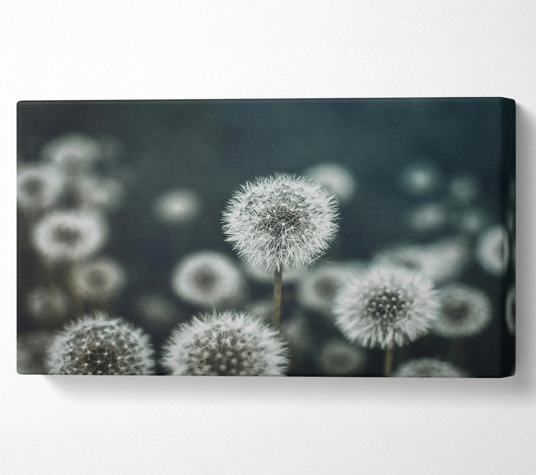  A Canvas Print of Teal Field Of Wishes Canvas Print