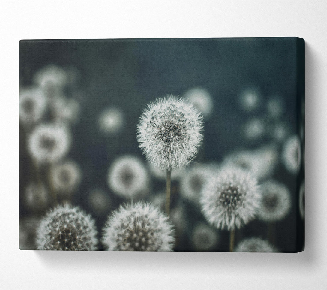  A Canvas Print of Teal Field Of Wishes Canvas Print