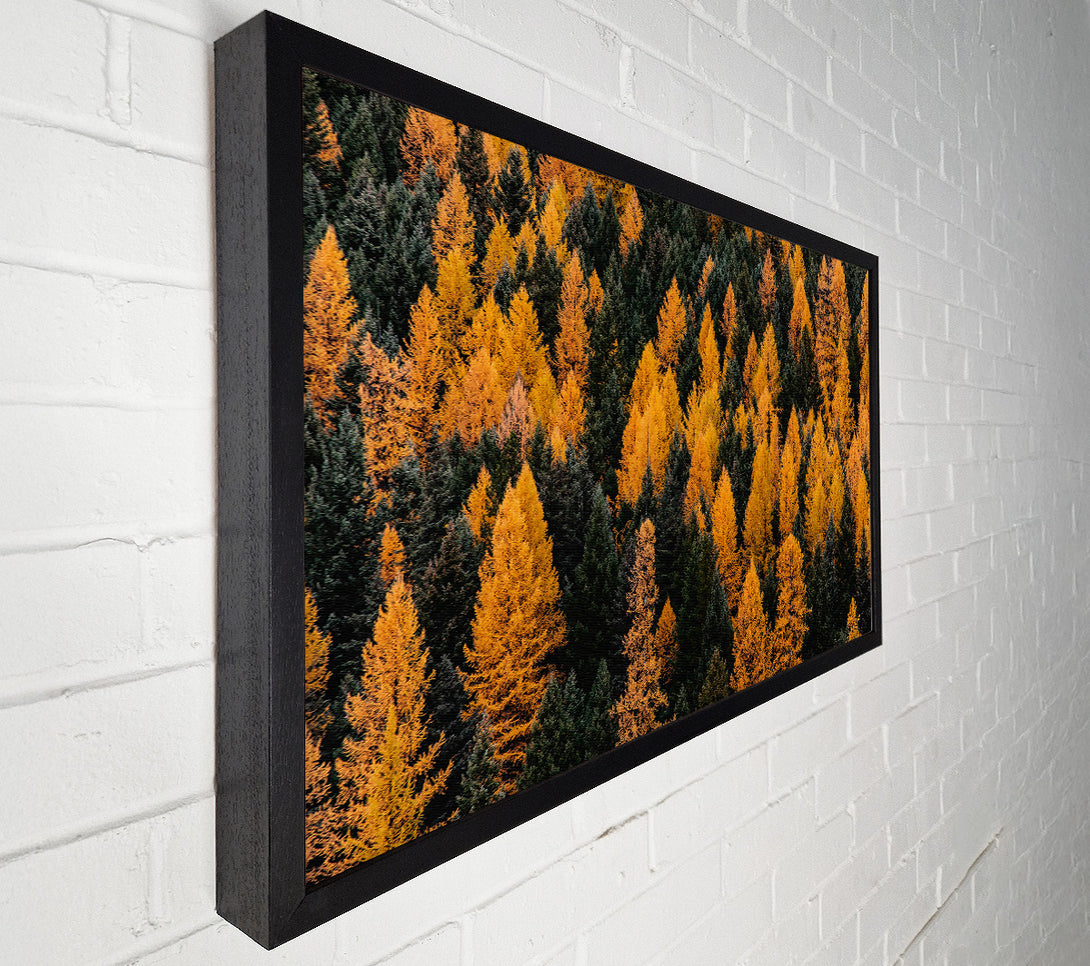  A Canvas Print of Golden Forest Canopy Canvas Print