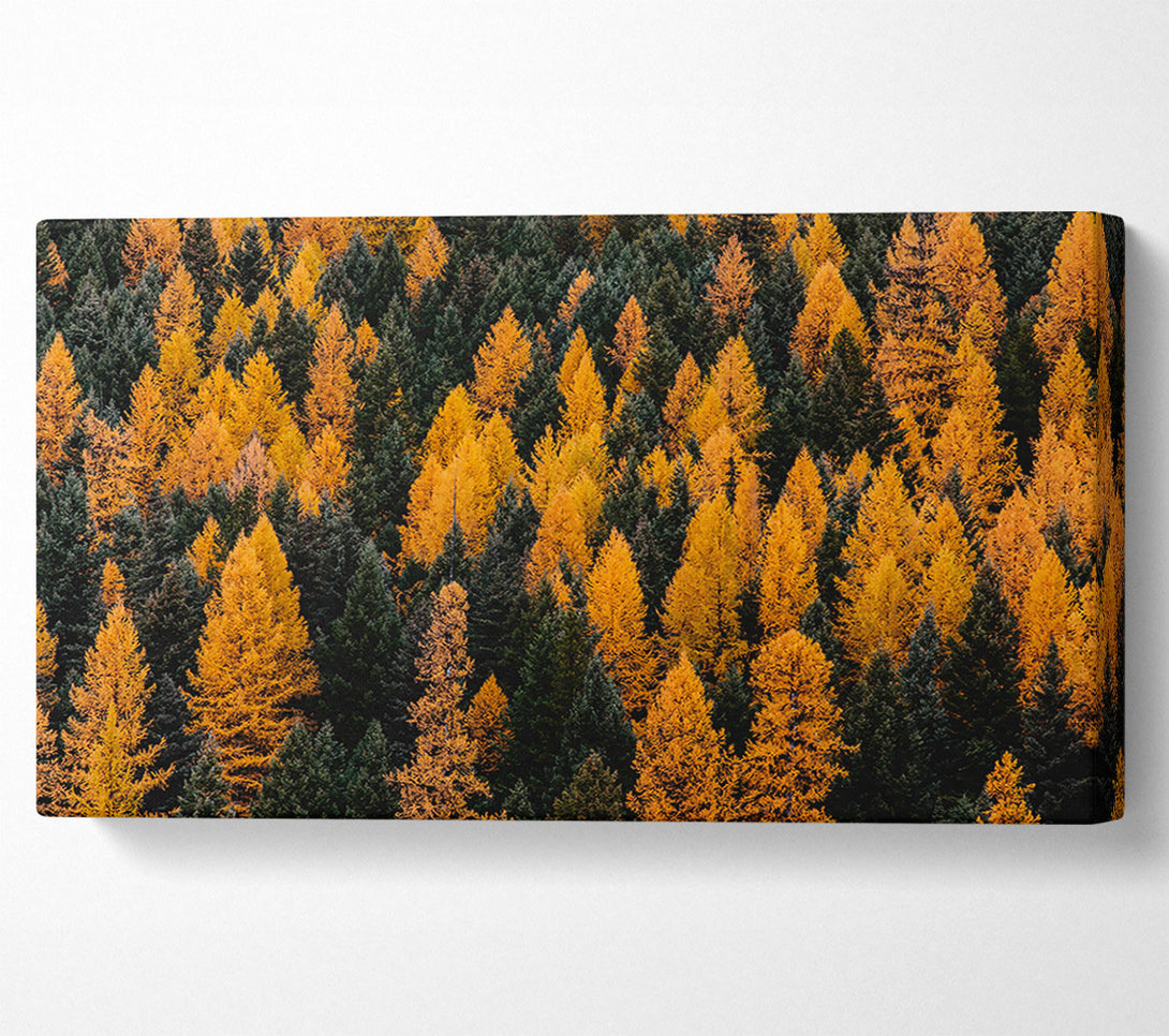  A Canvas Print of Golden Forest Canopy Canvas Print