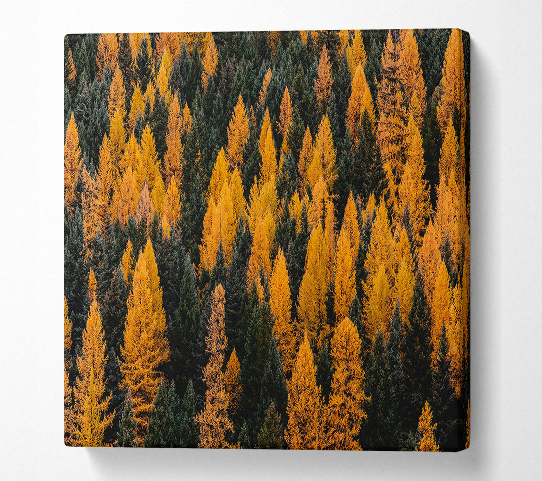  A Canvas Print of Golden Forest Canopy Canvas Print