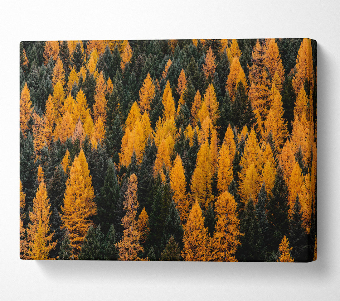  A Canvas Print of Golden Forest Canopy Canvas Print
