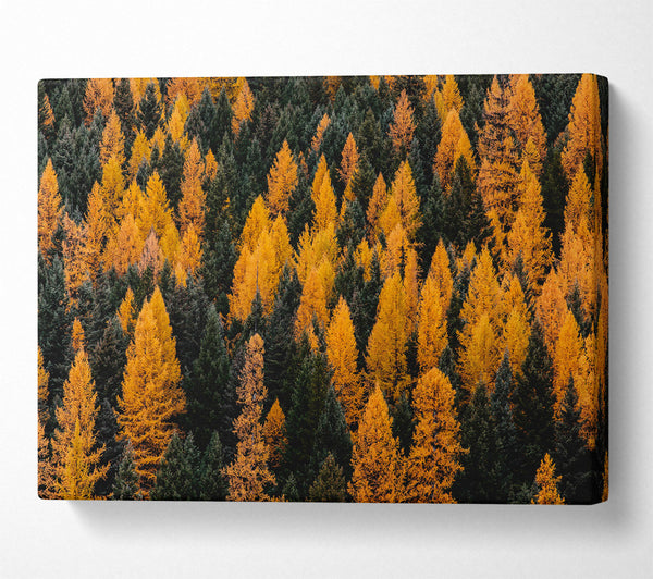  A Canvas Print of Golden Forest Canopy Canvas Print