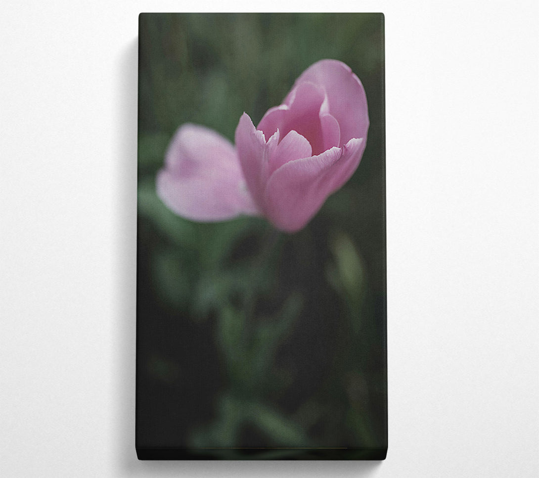  A Canvas Print of Pink Tulip Embrace Canvas Print