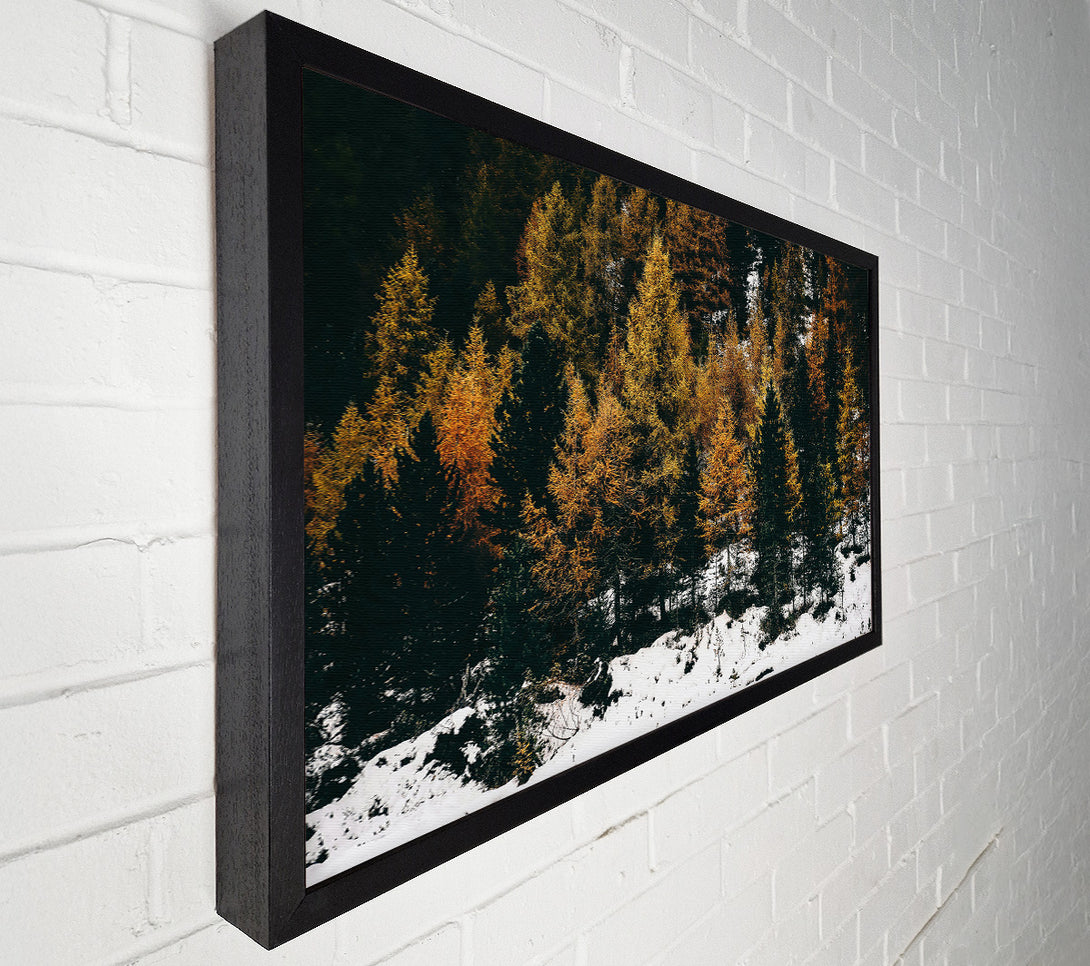  A Canvas Print of Golden Pines In Snow Canvas Print