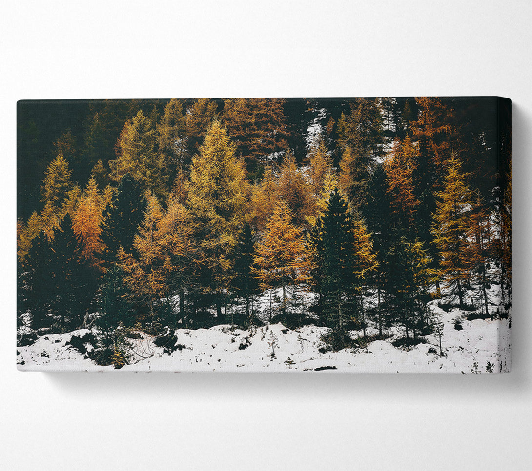  A Canvas Print of Golden Pines In Snow Canvas Print