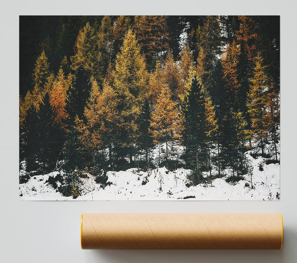 Golden Pines In Snow Giclee Print