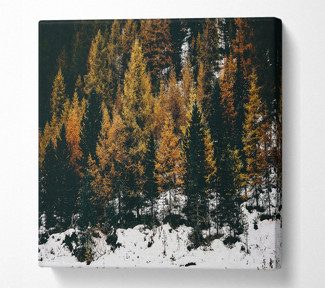  A Canvas Print of Golden Pines In Snow Canvas Print