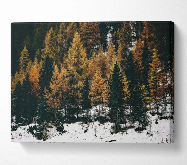  A Canvas Print of Golden Pines In Snow Canvas Print