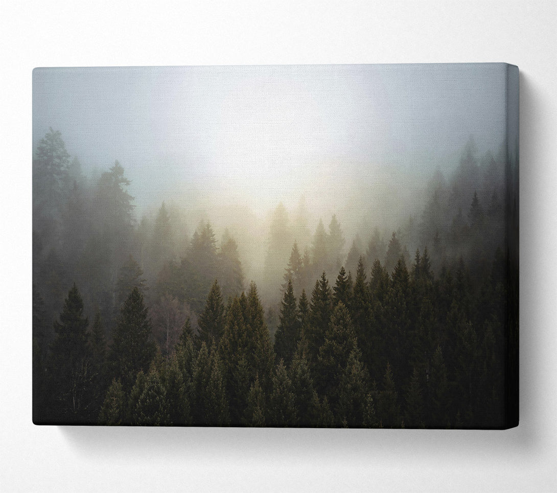  A Canvas Print of Golden Foggy Forest Canvas Print