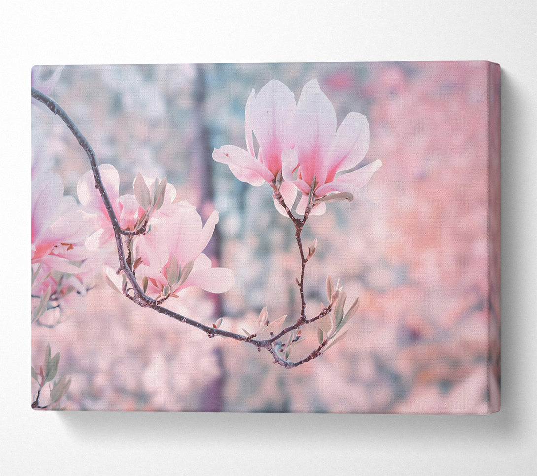  A Canvas Print of Pale Pink Blossoms Canvas Wall Art
