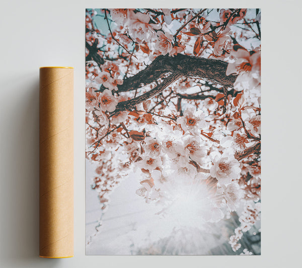 Peach Blossom Sun Print