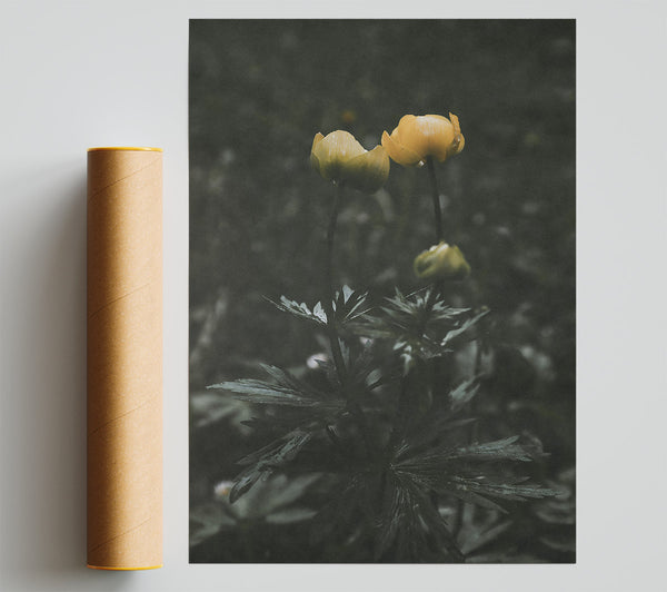 Yellow Blooms In Darkness Print