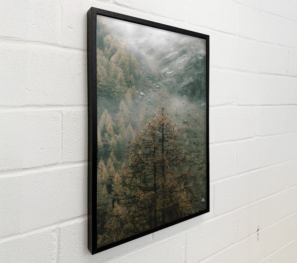 Gray Mist And Pines