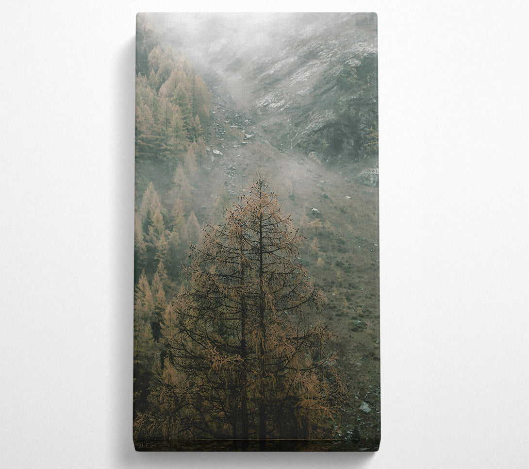  A Canvas Print of Gray Mist And Pines Canvas Print