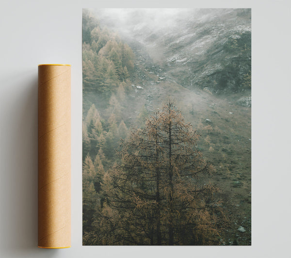 Gray Mist And Pines Poster