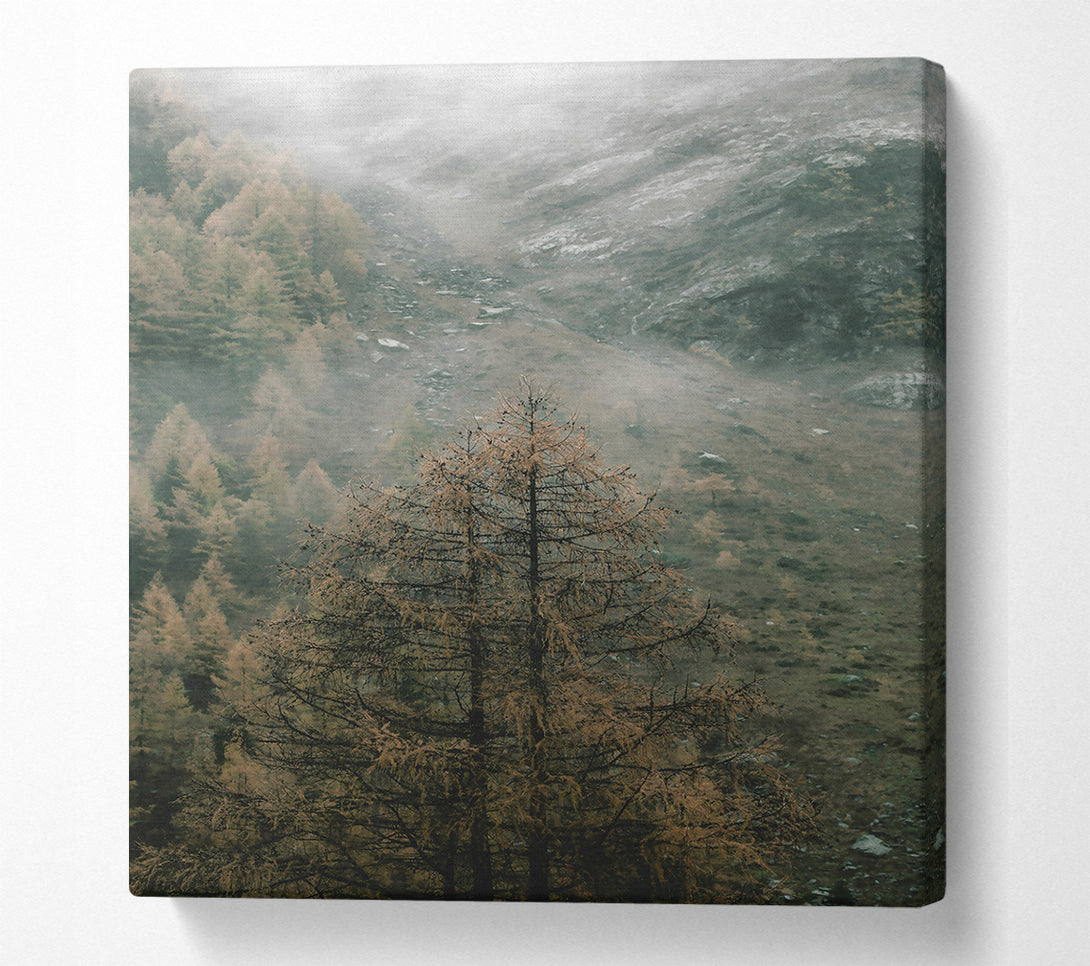  A Canvas Print of Gray Mist And Pines Canvas Print