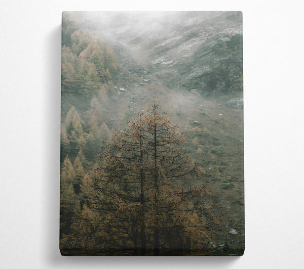  A Canvas Print of Gray Mist And Pines Canvas Print