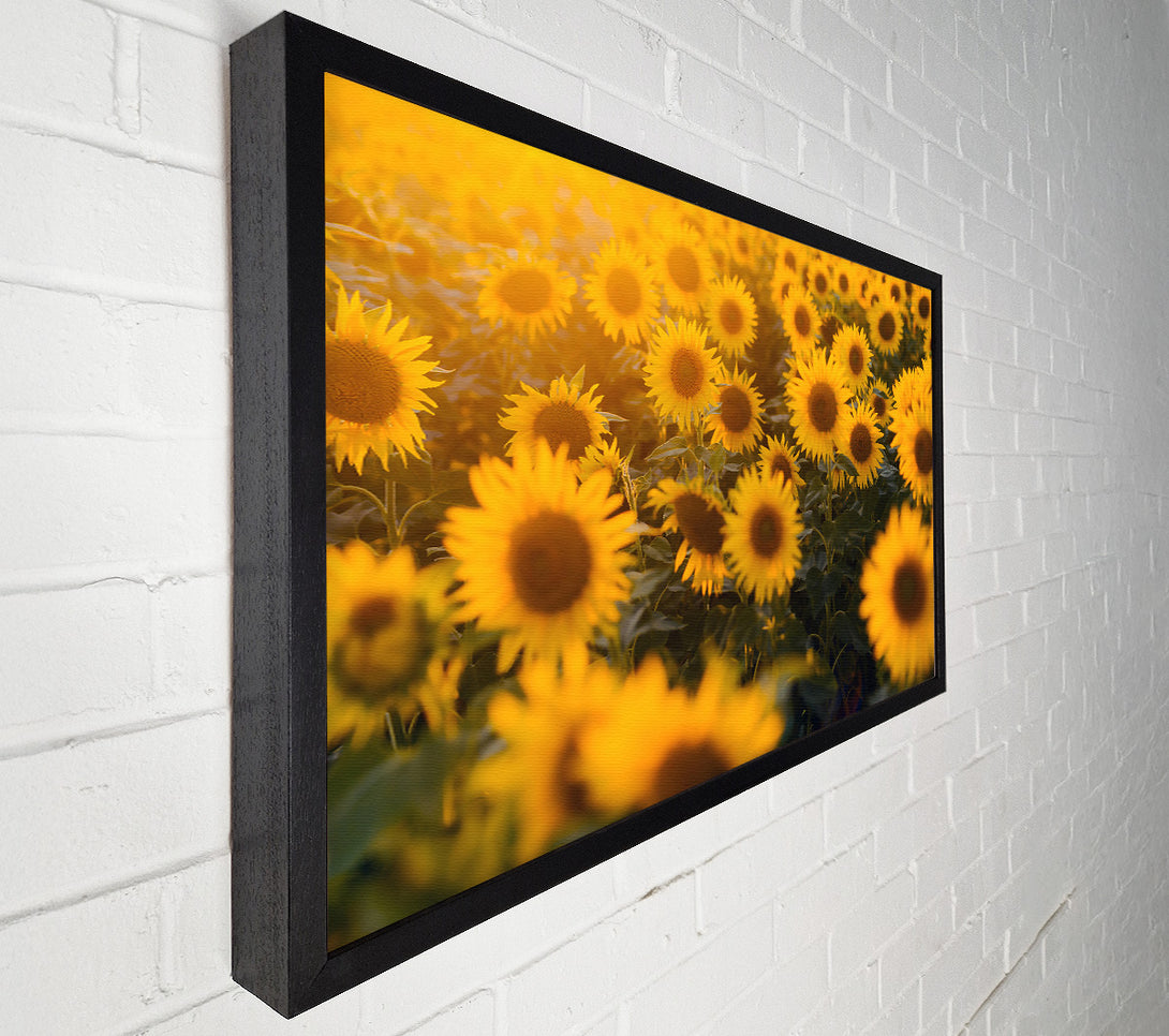  A Canvas Print of Golden Sunflowers Field Canvas Print