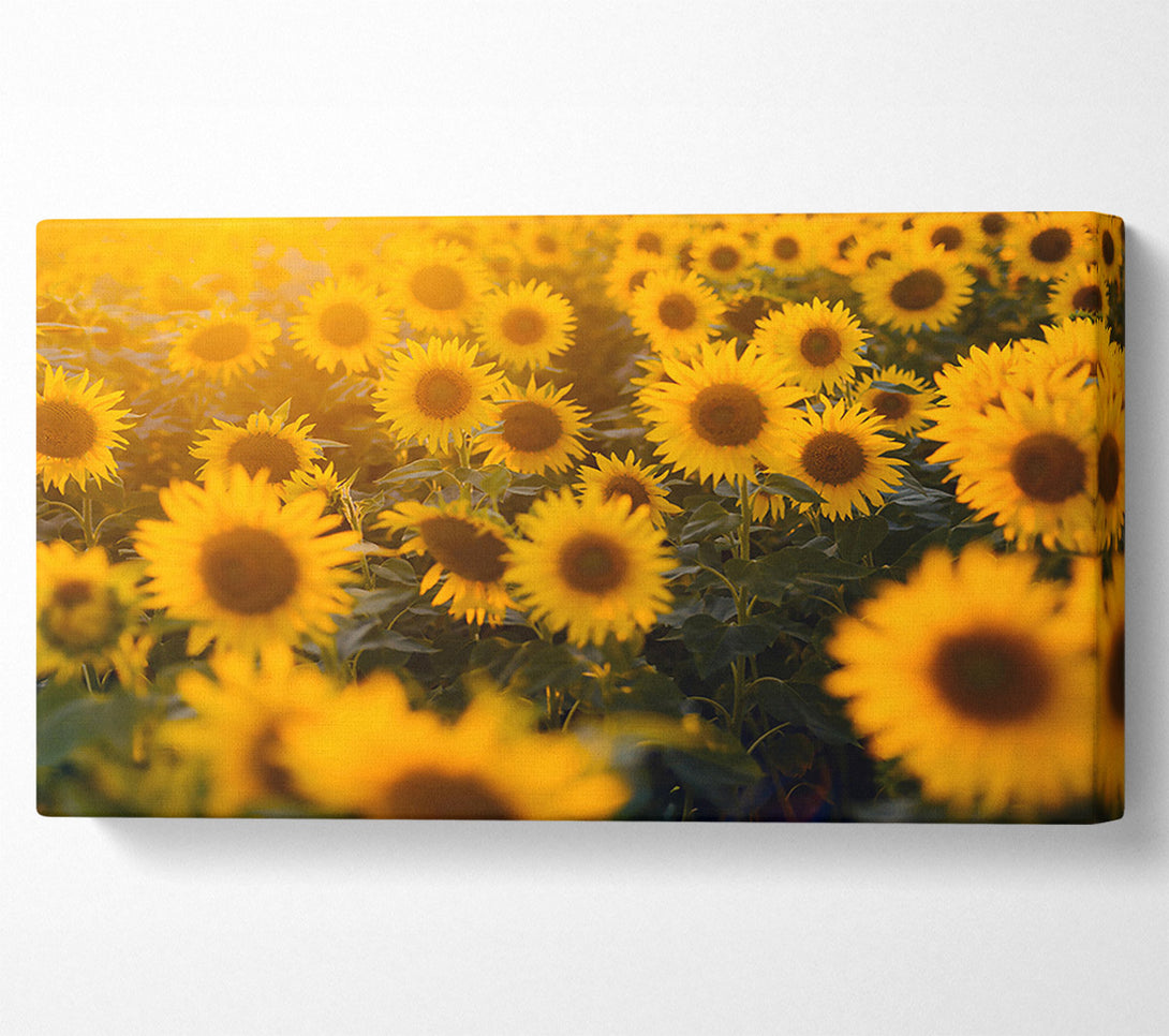  A Canvas Print of Golden Sunflowers Field Canvas Print
