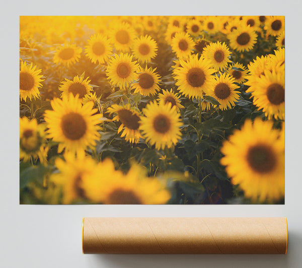 Golden Sunflowers Field Giclee Print