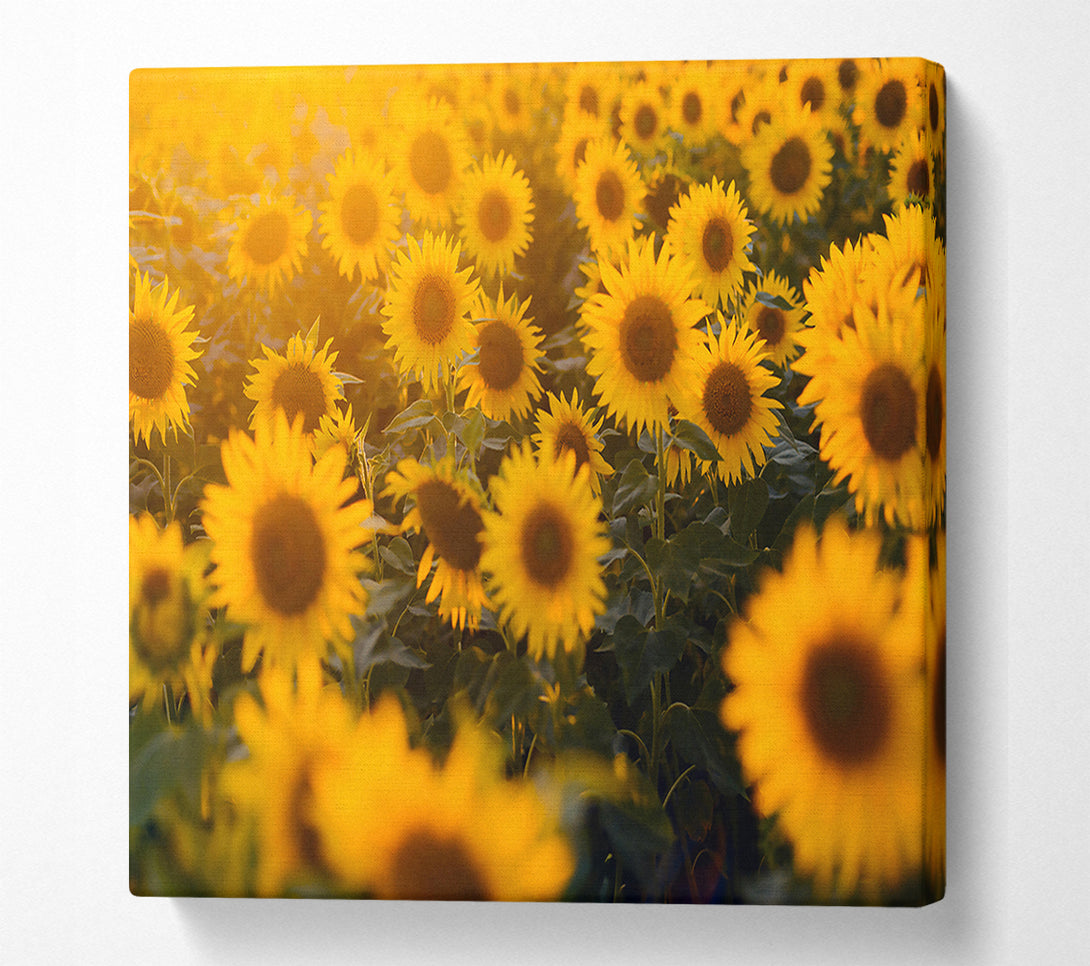  A Canvas Print of Golden Sunflowers Field Canvas Print