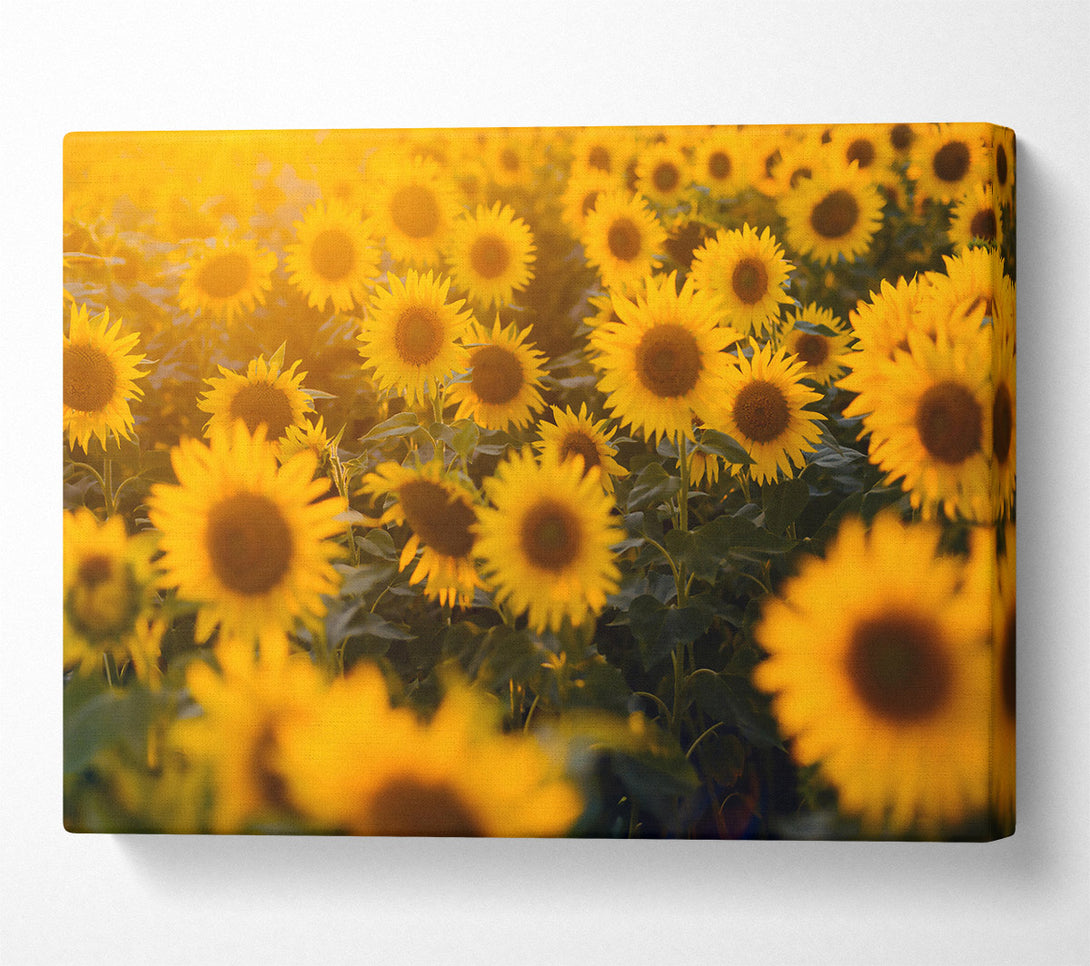  A Canvas Print of Golden Sunflowers Field Canvas Print