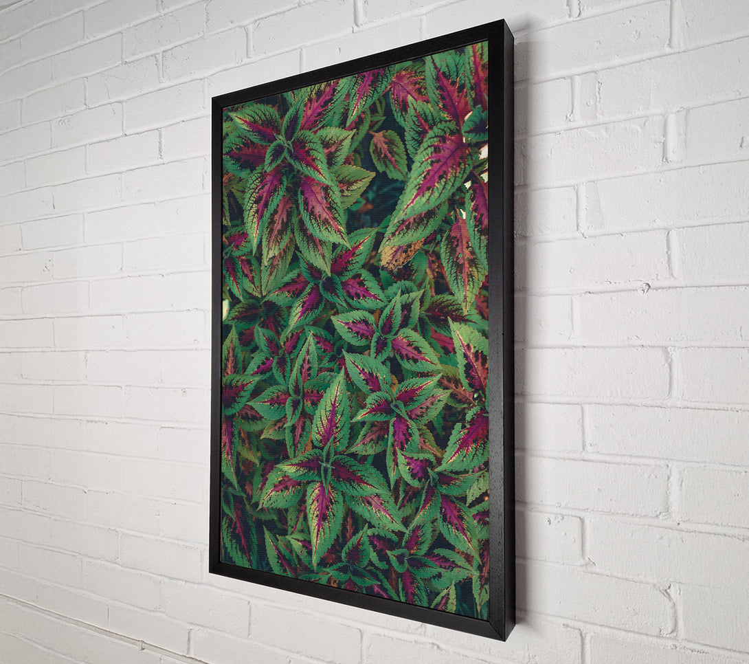  A Canvas Print of Crimson Green Leaves Canvas Wall Art