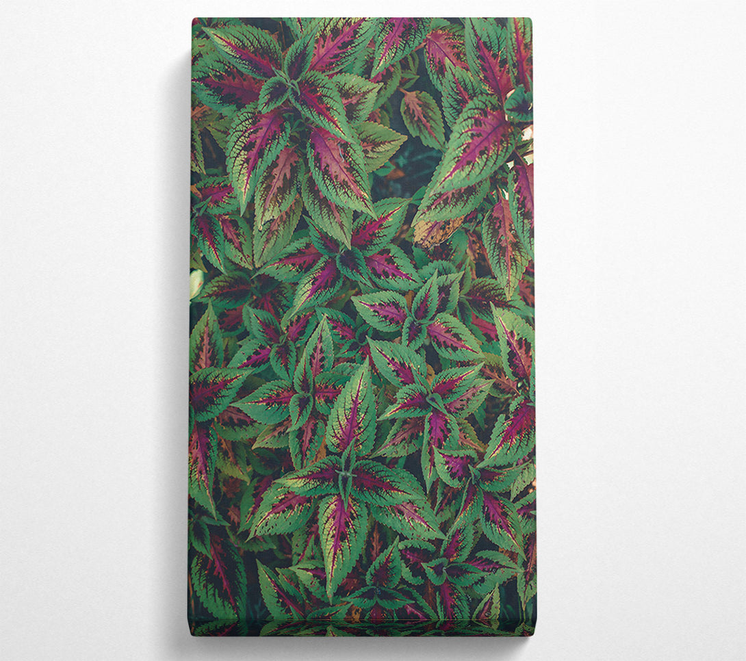  A Canvas Print of Crimson Green Leaves Canvas Wall Art