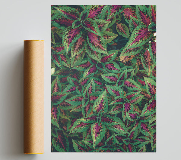 Crimson Green Leaves Giclee Print