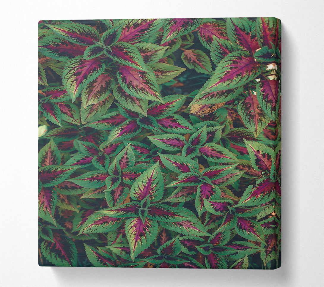  A Canvas Print of Crimson Green Leaves Canvas Wall Art