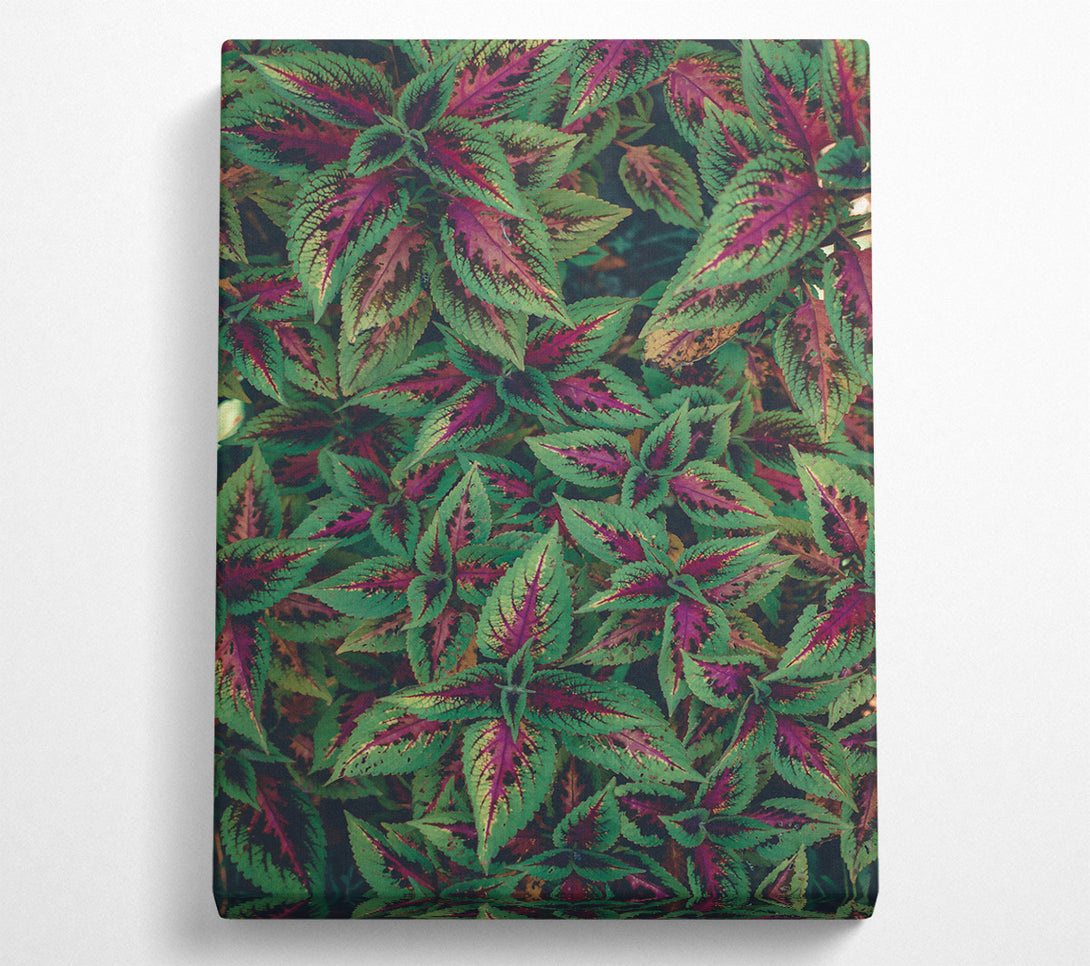 A Canvas Print of Crimson Green Leaves Canvas Wall Art