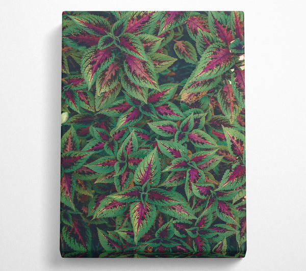 A Canvas Print of Crimson Green Leaves Canvas Wall Art