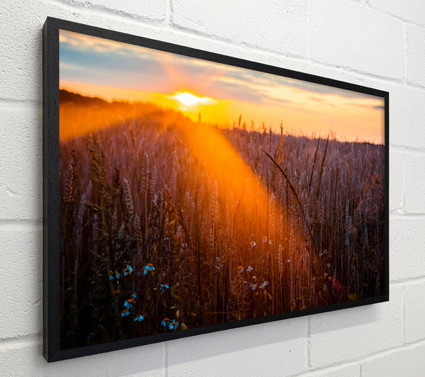Golden Wheat Field Glow