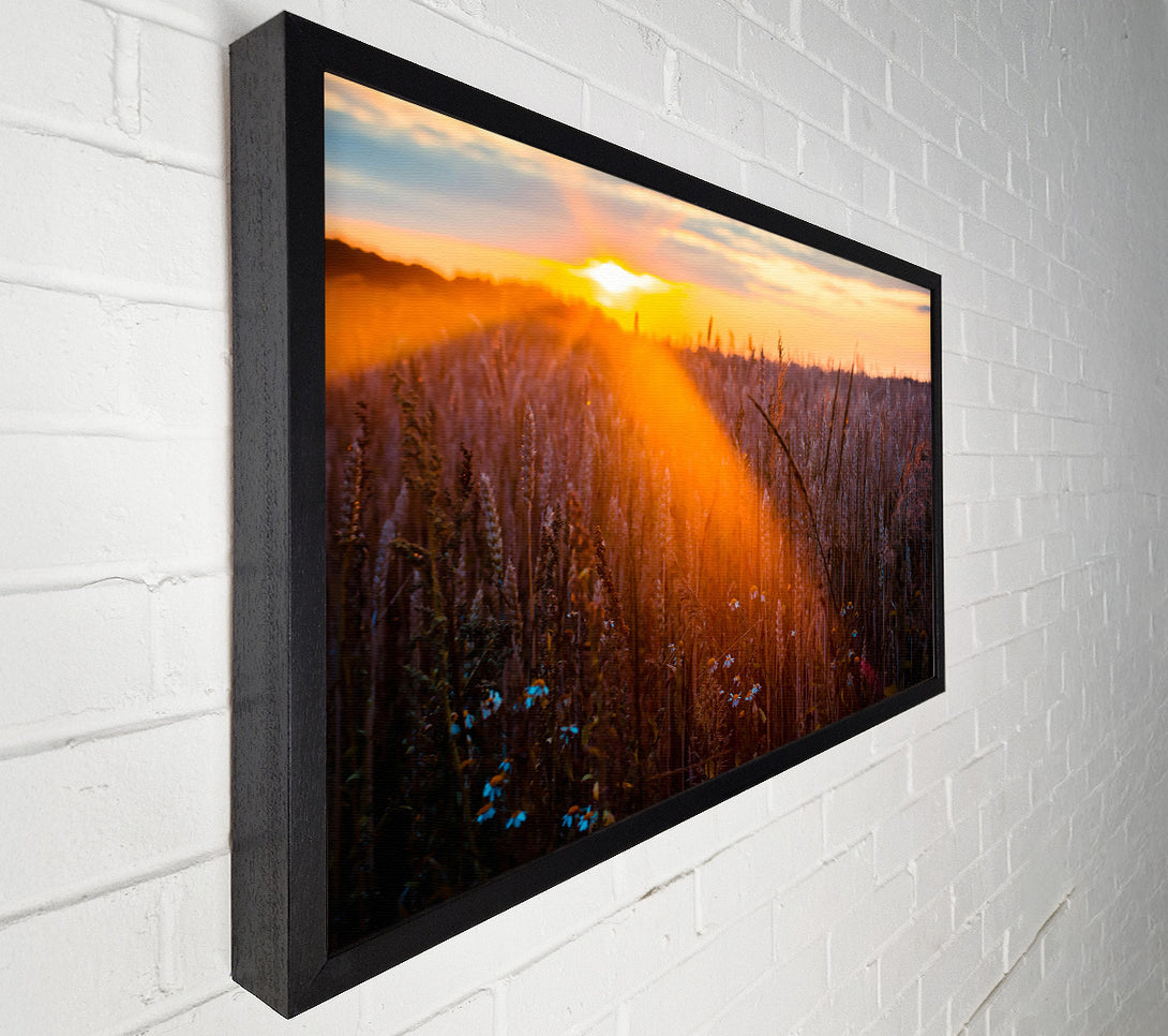  A Canvas Print of Golden Wheat Field Glow Canvas Print