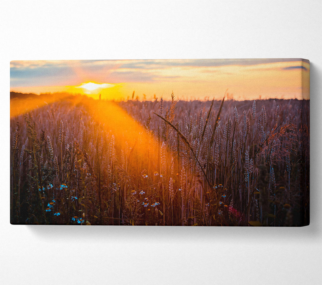  A Canvas Print of Golden Wheat Field Glow Canvas Print