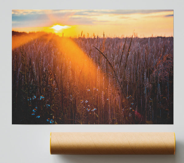 Golden Wheat Field Glow Poster