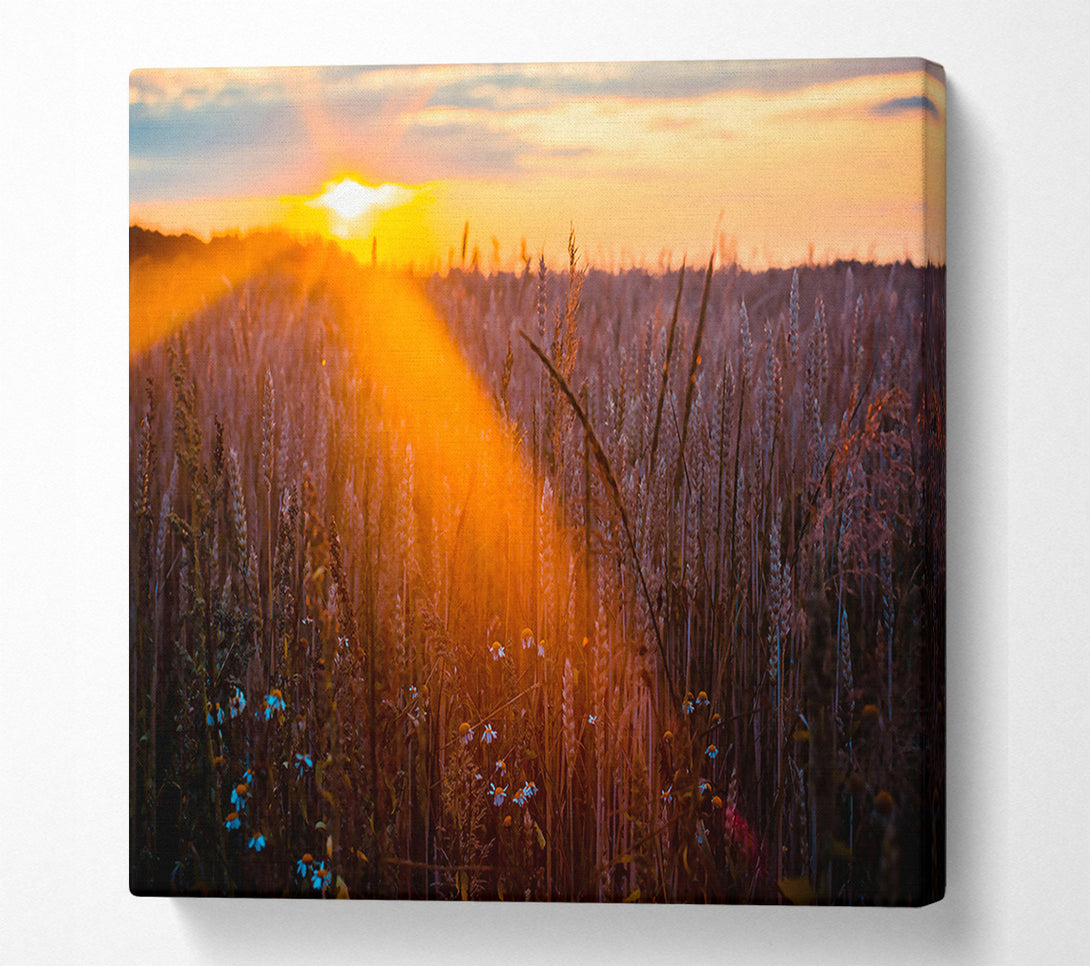  A Canvas Print of Golden Wheat Field Glow Canvas Print