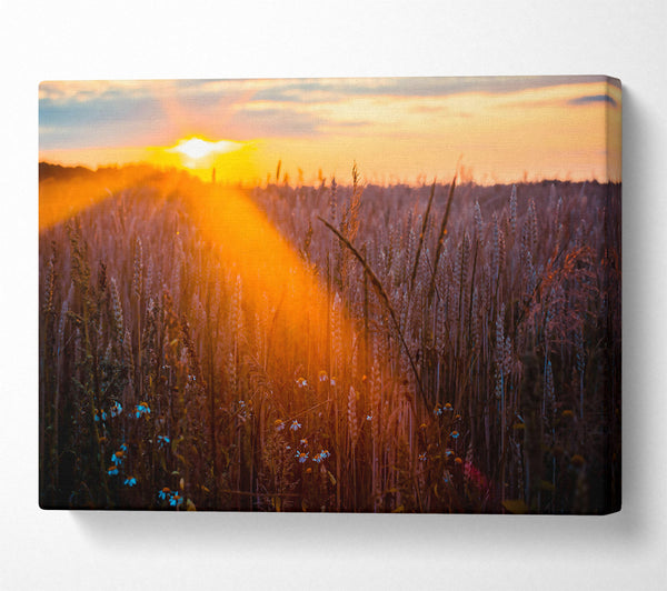  A Canvas Print of Golden Wheat Field Glow Canvas Print