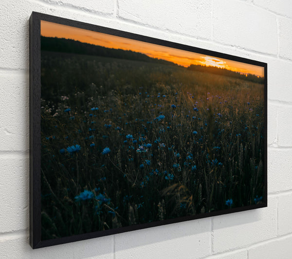 Blue Flowers At Dusk