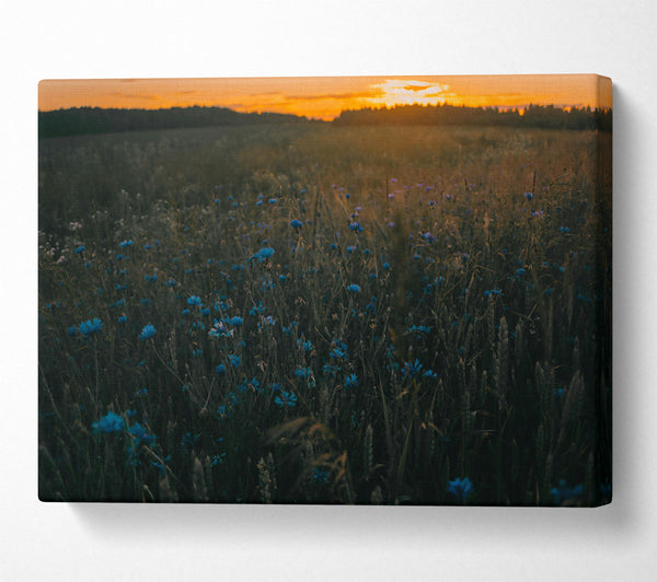  A Canvas Print of Blue Flowers At Dusk Canvas Art