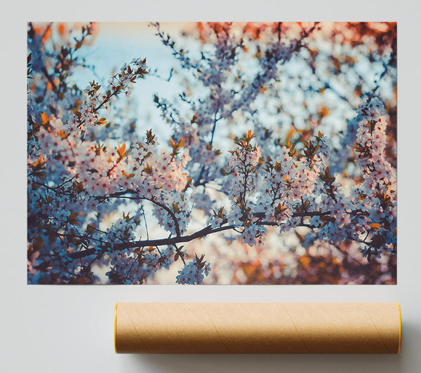 White Blossom Sunset Poster