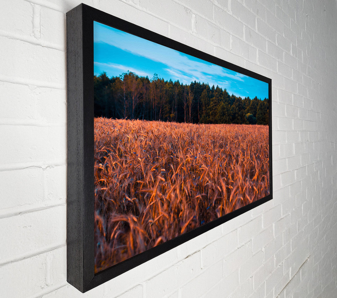  A Canvas Print of Golden Field Of Dreams Canvas Art