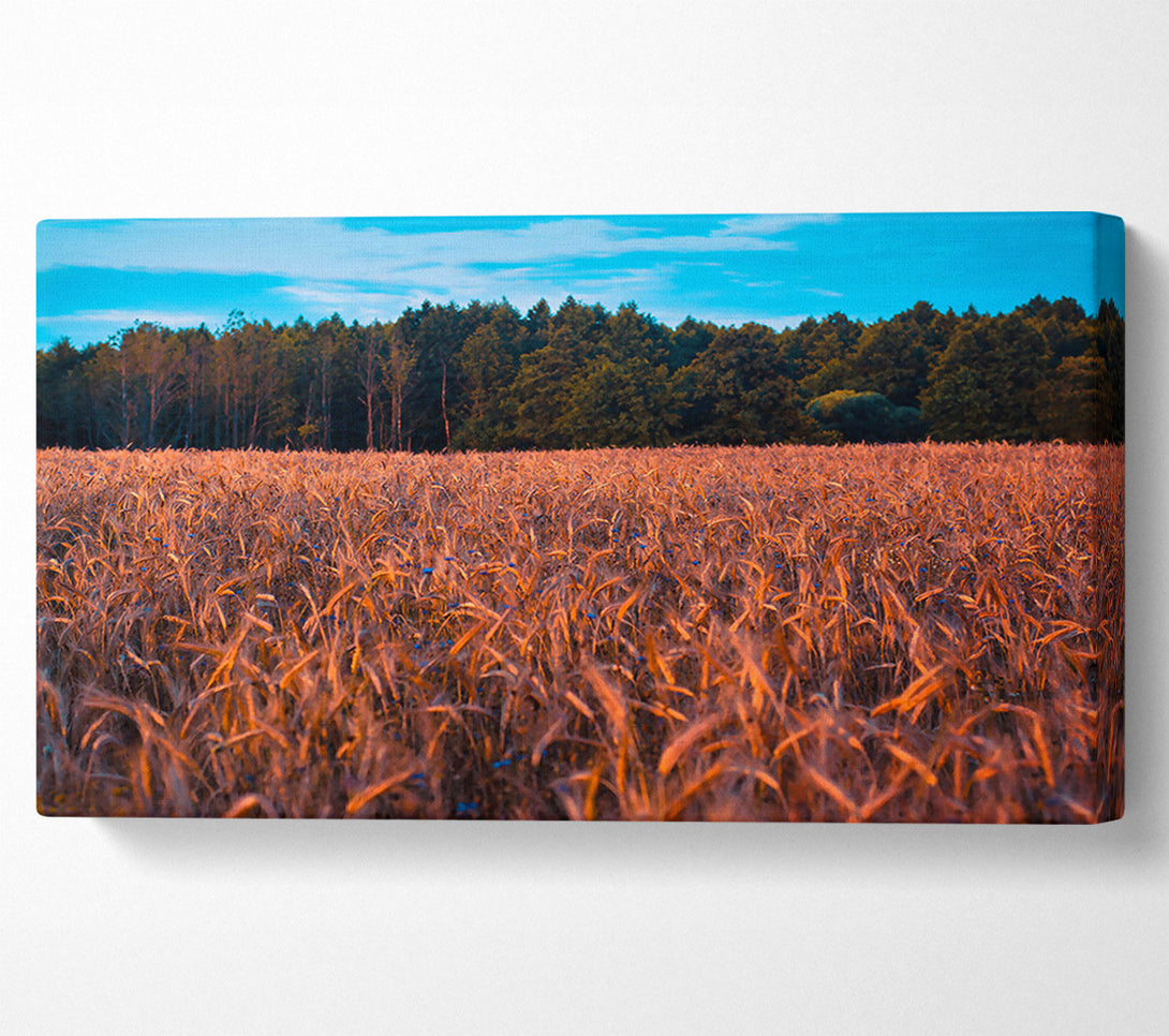 A Canvas Print of Golden Field Of Dreams Canvas Art