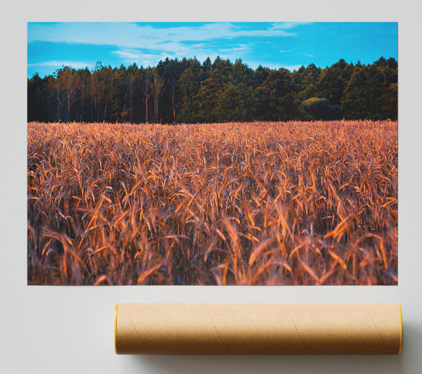 Golden Field Of Dreams Giclee Print