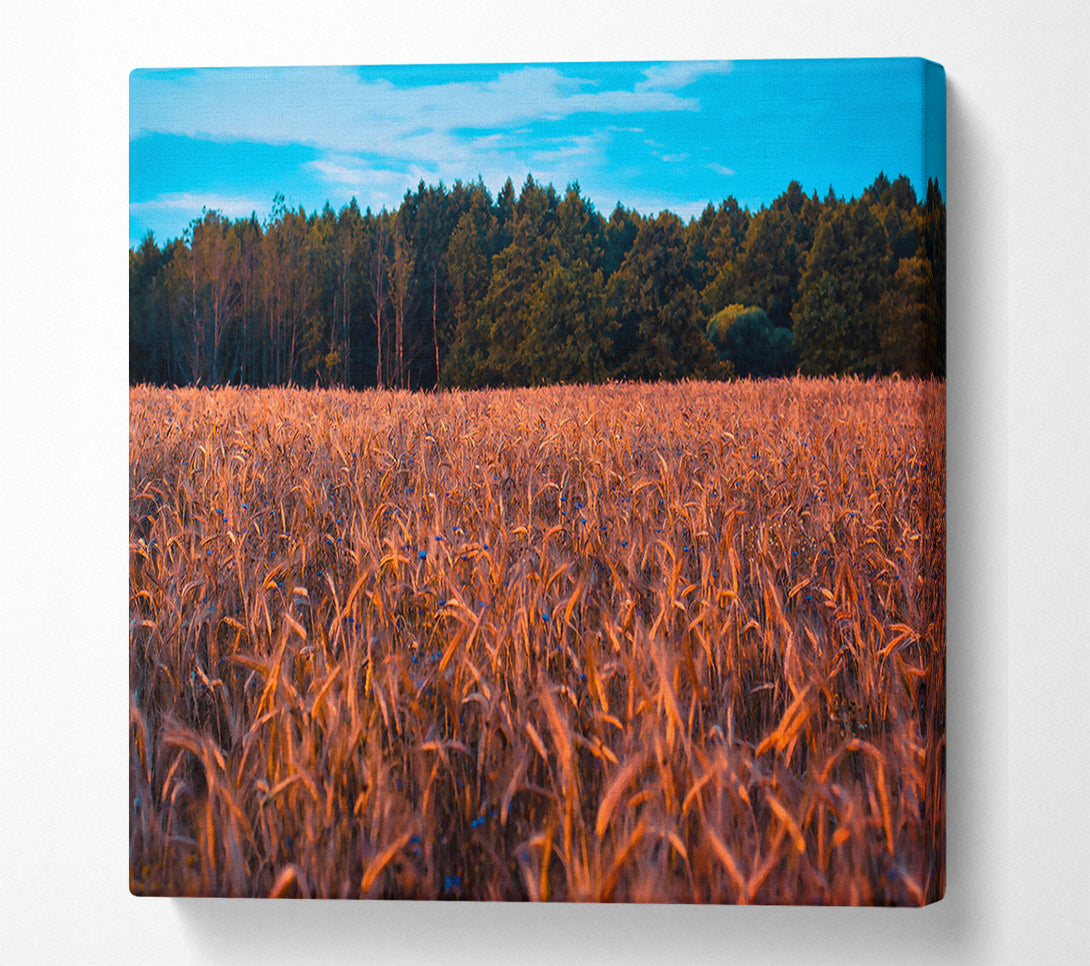  A Canvas Print of Golden Field Of Dreams Canvas Art